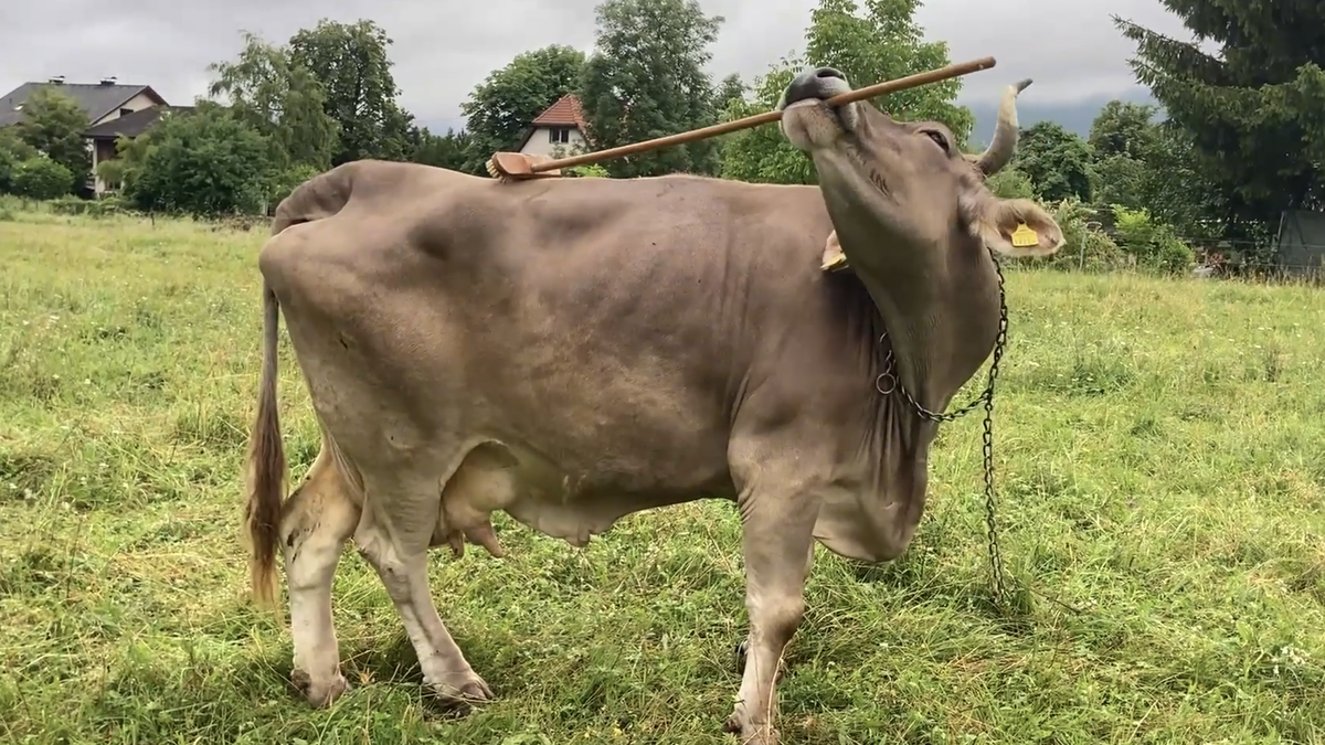 Cows can use tools, and one Austrian cow has now shown it clearly